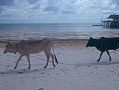 067 Zanzibar
