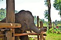 088 Elephant Village