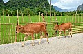156 Vang Vieng
