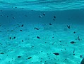046 Maldive