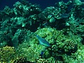 048 Maldive