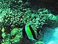 051 Maldive