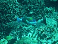 052 Maldive