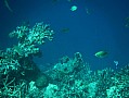 053 Maldive