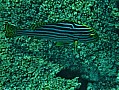 057 Maldive