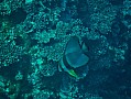 058 Maldive
