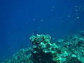 059 Maldive
