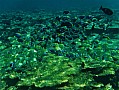 063 Maldive