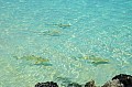 096 Maldive