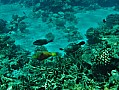 111 Maldive