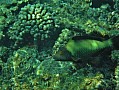 113 Maldive