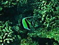 114 Maldive