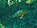 115 Maldive