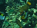 116 Maldive