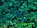 118 Maldive
