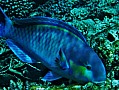 119 Maldive