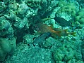 120 Maldive