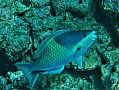 122 Maldive