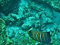 125 Maldive
