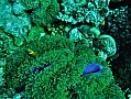 126 Maldive