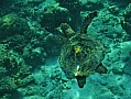 128 Maldive