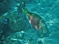 129 Maldive
