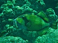 130 Maldive