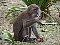 Taman Negara-0008