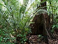 Taman Negara-0010