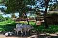 0099 Bagan