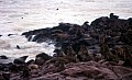 Cape Cross 0008