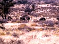 Namib desert 0002