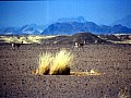 Namib desert 0009