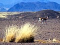 Namib desert 0010