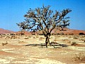 Namib desert- Sossusvlei 0016