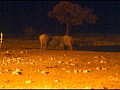 Parco Etosha 0001