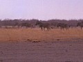 Parco Etosha 0003