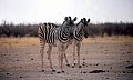 Parco Etosha 0004