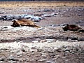 Parco Etosha 0005