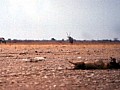 Parco Etosha 0006