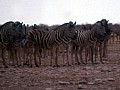 Parco Etosha 0008