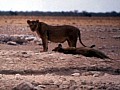 Parco Etosha 0009