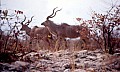 Parco Etosha 0010