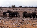 Parco Etosha 0011