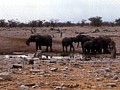 Parco Etosha 0012