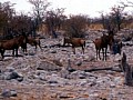 Parco Etosha 0013
