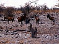 Parco Etosha 0014