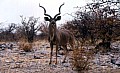 Parco Etosha 0015