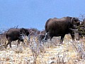 Parco Etosha 0016