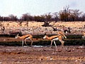 Parco Etosha 0017